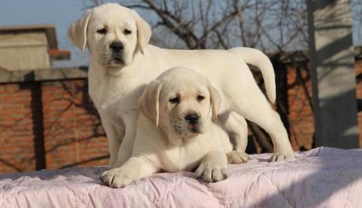 犬舍拉布拉多纯种幼犬出售 拉布拉多犬舍狗场宠物狗诰 图1