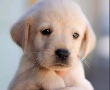 犬舍拉布拉多纯种幼犬出售 拉布拉多犬舍狗场宠物狗诰