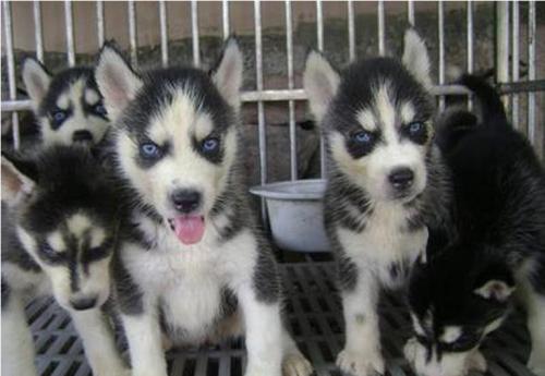 成都本地 哈士奇犬出售纯种幼犬 大型犬二哈雪橇犬