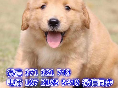 专业犬舍繁育一平台保障&middot;精品边境牧羊犬颜色齐全丨本地同城犬舍出售健康纯种活丨疫苗驱虫已做本地同城家养个人宠物店犬舍狗舍狗场繁育基地出售转让购买售卖自家狗狗幼犬小狗大狗