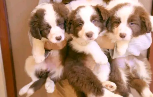 猫狗宠物直销&middot;本地犬舍可卡犬美卡 雪纳瑞一泰迪犬一柴犬 柯基一小鹿一马尔泰犬一西高地