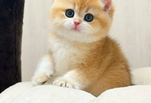 大商闹闹猫舍&middot;大商闹闹猫舍国外重金引进b1/b1熊版小鹿金借配